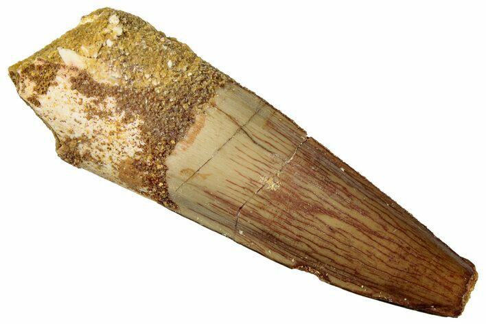 Fossil Spinosaurus Tooth - Real Dinosaur Tooth #299138